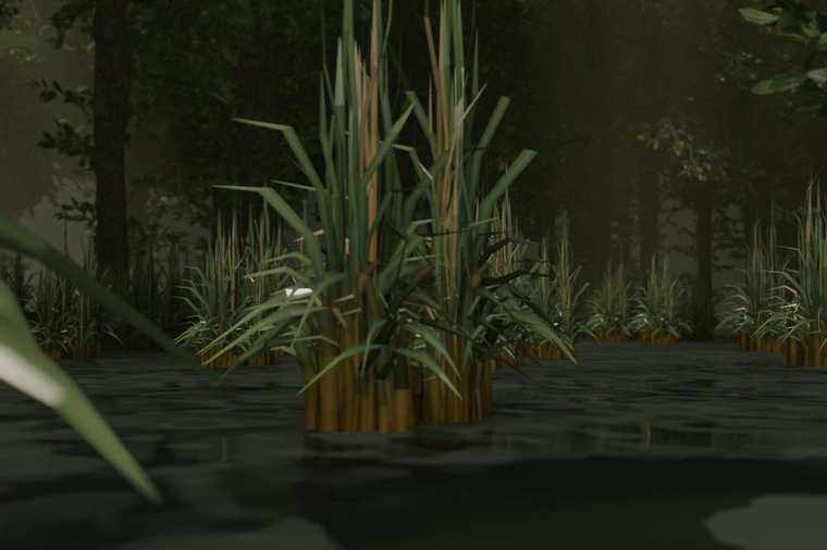 Close-up of reeds growing out of dark swamp water